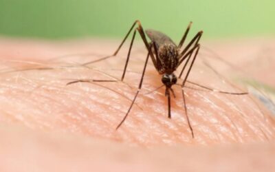 Salud refuerza el plan para reducir la densidad de los mosquitos portadores de virus del Nilo en Sevilla