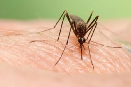 Salud refuerza el plan para reducir la densidad de los mosquitos portadores de virus del Nilo en Sevilla