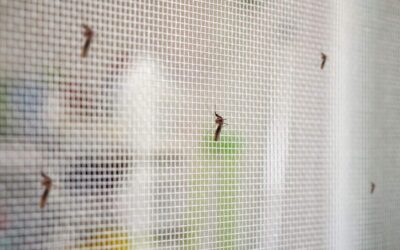 Sanidad refuerza la vigilancia frente al virus del Nilo en varios municipios sevillanos